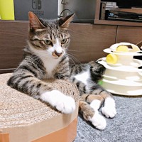 1歳、貫禄ある座り方がかわいいソックスくん（画像提供：ソックスとビスケットさん）