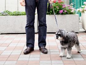 犬も高齢化の時代　栄養、医療の改善で