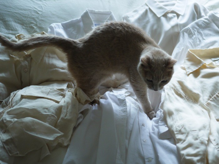 水丸さんと暮らし始めてから増えた、大好きな白いシャツたち。