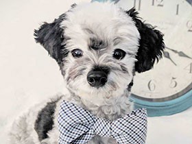 ２０１８アイドル級で賞　元迷い犬の「ポチ」 