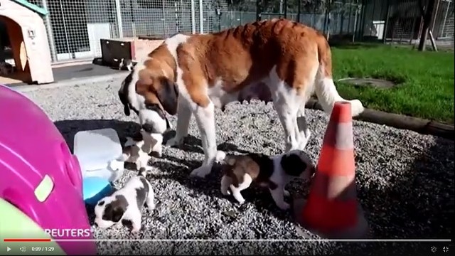 スイスのセントバーナード（ロイター）