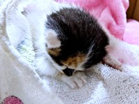 生後わずか2週間だったシナちゃん。安心して眠りにつきました（画像提供：tobi8/8さん）