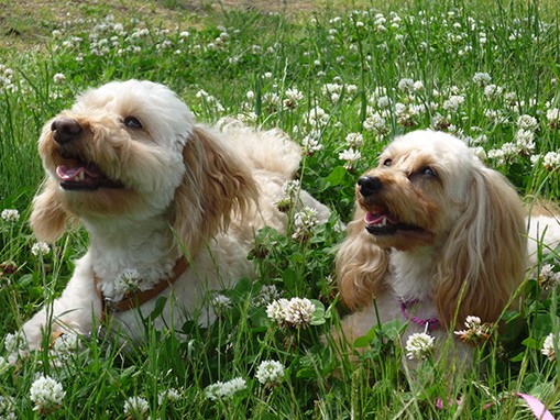 動物の体だけでなく、心を意識した獣医療の時代