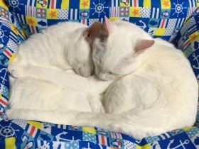 知っていれば早く気づけたかも…　愛猫の病を「もう後悔したくない」と学ぶ飼い主の今