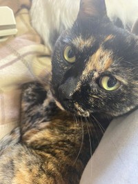 今日も元気！＝牧利江子@コミックエッセイストさん（@toriatamaxp）提供