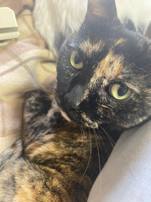 今日も元気！＝牧利江子@コミックエッセイストさん（@toriatamaxp）提供