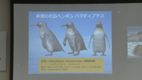 パクディプテス復元図（新村龍也＆足寄動物化石博物館作成）