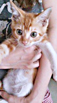 飼い主さんに抱っこされる子猫時代のゴンちゃん（画像提供：こげめちゃん）