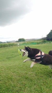 フリスビー遊びに夢中になっているひなたちゃん。この写真が……（画像提供：くーさんママさん @kukuri_shibainu）