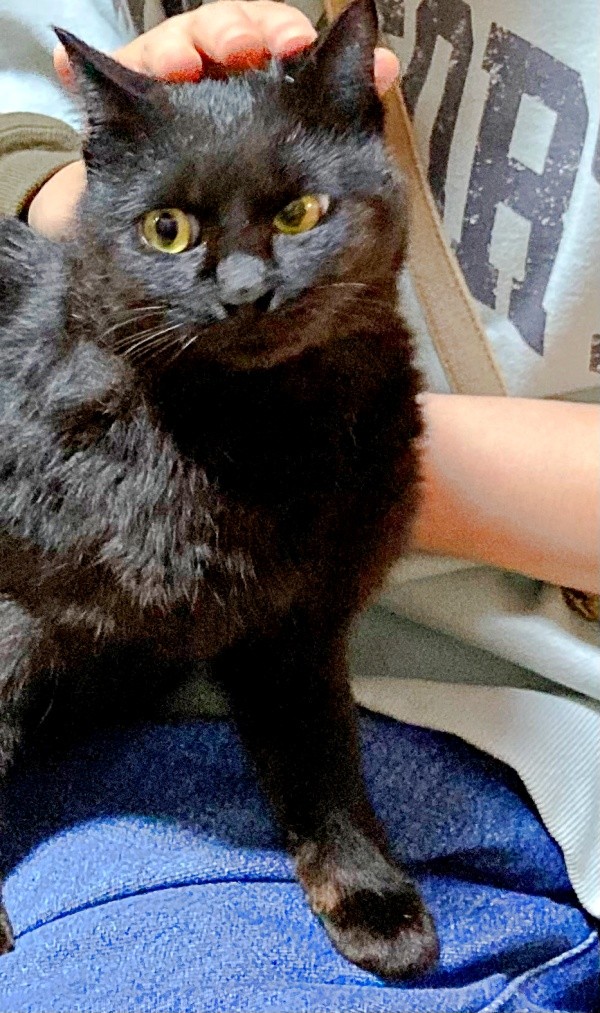 保護から2日後、保護団体さんのもとに会いに行ったときのかのさん（画像提供：雲母あおさん）