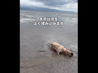 濡れた砂浜でゴロスリするモゼちゃん（画像提供：モゼ／ラブラドール／わんこの似顔絵さん）