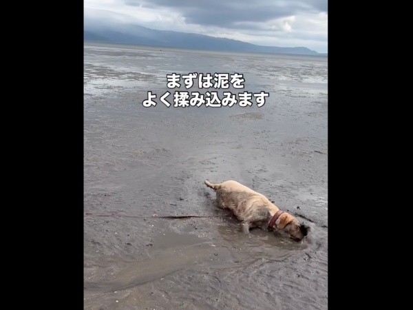 濡れた砂浜でゴロスリするモゼちゃん（画像提供：モゼ／ラブラドール／わんこの似顔絵さん）