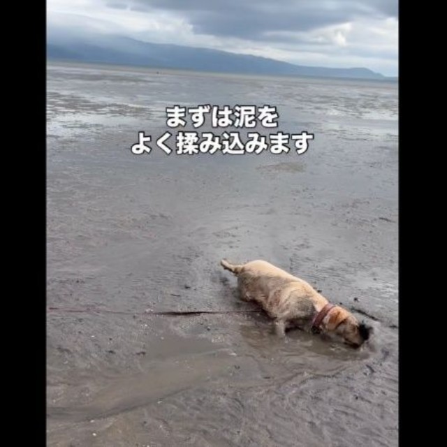 濡れた砂浜でゴロスリするモゼちゃん（画像提供：モゼ／ラブラドール／わんこの似顔絵さん）