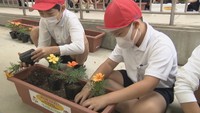 贈られた花の苗をプランターに植える児童