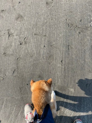 だいたい私の足の間を歩かせてます