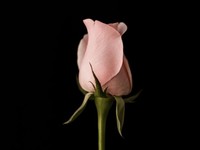 好きという迷路で感じること。私は「数ある友達のひとり」でいたい