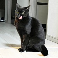 ペロッと舌を出すおはぎちゃん（画像提供：黒猫おはぎ 林遊眠@劇団ショウダウンさん）