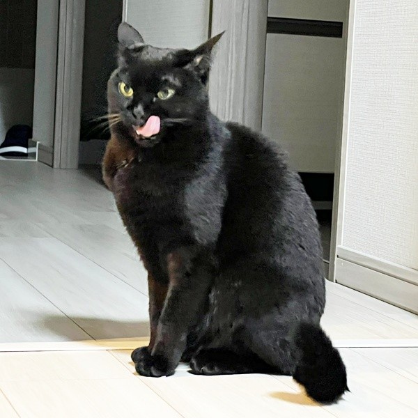 ペロッと舌を出すおはぎちゃん（画像提供：黒猫おはぎ 林遊眠@劇団ショウダウンさん）