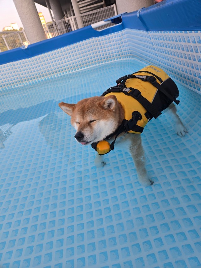 若干諦めムード漂うお顔（提供：雛菊さん）