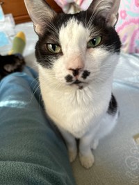 保護直後、不安で鳴き続けていたデカッちくんを優しく迎えてくれた兄貴分、ブッチんくん（画像提供：パクもりさん）