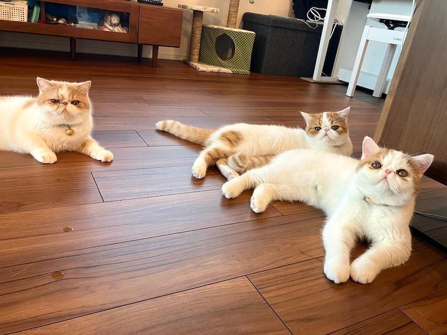 兄猫「これ出来る？」妹猫「出来るよ！」…好きな相手と同じ動きをする 
