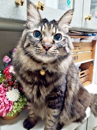 短毛から長毛へーー変化を遂げたたまちゃん（画像提供：ハナちゃん）