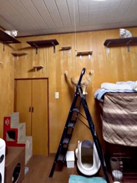 隔離期間を経て、2階へ。先住猫たちと少しずつ距離を縮めたチャトランくん（画像提供：えみちゃんさん）