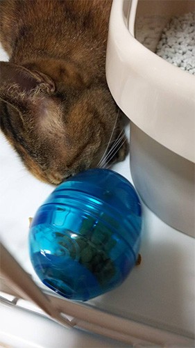 食べ方のマナーを学ぶため、（わんちゃん用の）容器にカリカリをいれてトレーニングしました！（由美さん提供）