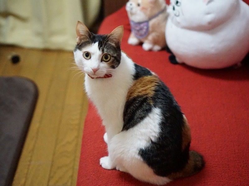 見返り美人さん