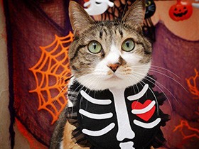 へそ天ごろりんポーズが得意だよ　縞三毛の「レオ」