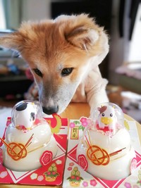 お迎え後、初めて家族とお正月を迎えたサンちゃん（画像提供：保護犬サンちゃんさん）