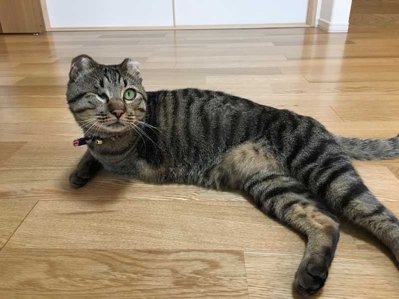 家でくつろぐミッキー