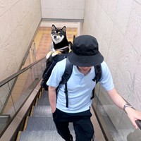 リュックの中にちょこんと収まるごまちゃん（画像提供：豆柴ごま娘さん）