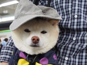 かばんに入って変装も？　家族でお出かけ中の豆柴「くるみ」