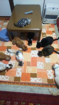 一緒に暮らす猫たちと仲良くごはんを食べる様子＝ねこママさん（@sanaemama4422）提供