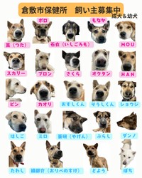 飼い主募集中の犬／提供：倉敷市保健所