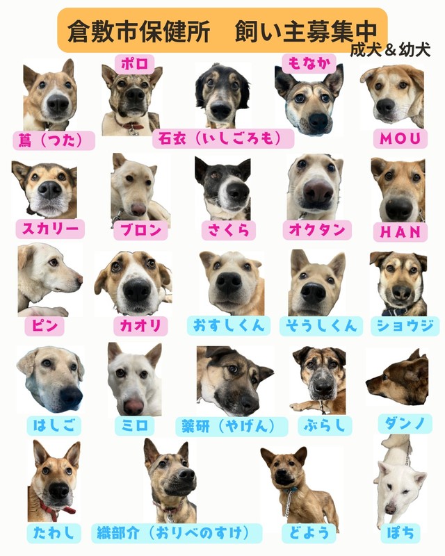 飼い主募集中の犬／提供：倉敷市保健所