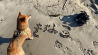 この夏、生まれて初めて「海」で遊んだきなこちゃん（提供：柴犬きなこさん）