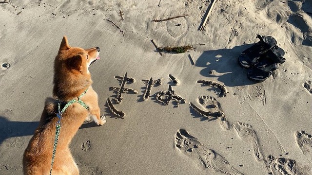 この夏、生まれて初めて「海」で遊んだきなこちゃん（提供：柴犬きなこさん）