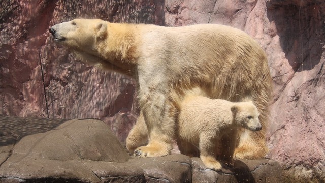 胴が長すぎ…双子マジック