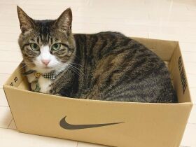 ニャイキの箱、最高！　MIX「朔」、お気に入りの場所でパシャ