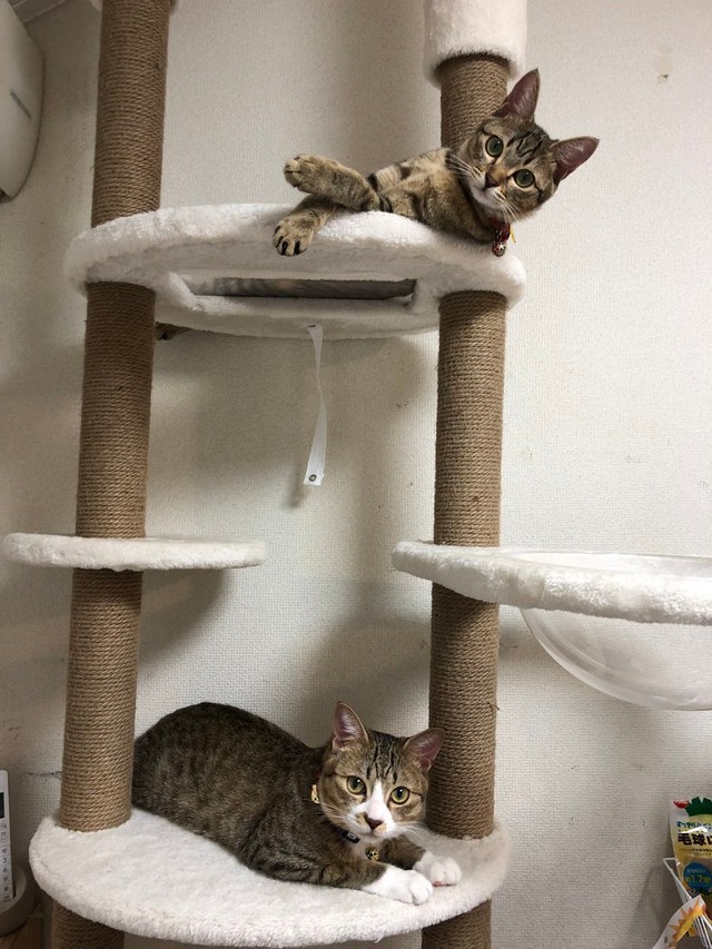 似ていないけど姉弟だと思われる（下がもずくちゃん）＝もずく＆こんぶ（保護猫・姉弟）さん（@mozukon_xiaomao）提供