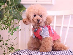 チャームポイントはふたつ結び！　聞き上手なトイプー「なな」