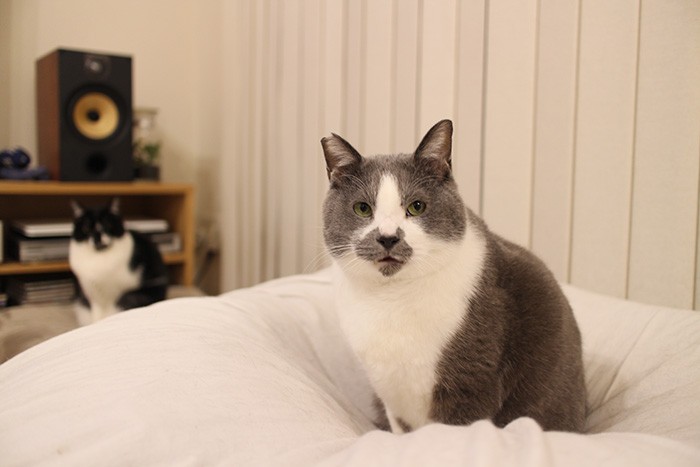 RAF Vaclav Jiru　バーツラフ・イーロ　猫　犬　写真集 犬 猫 写真集のおすすめ人気商品一覧 通販 - Yahoo!ショッピング