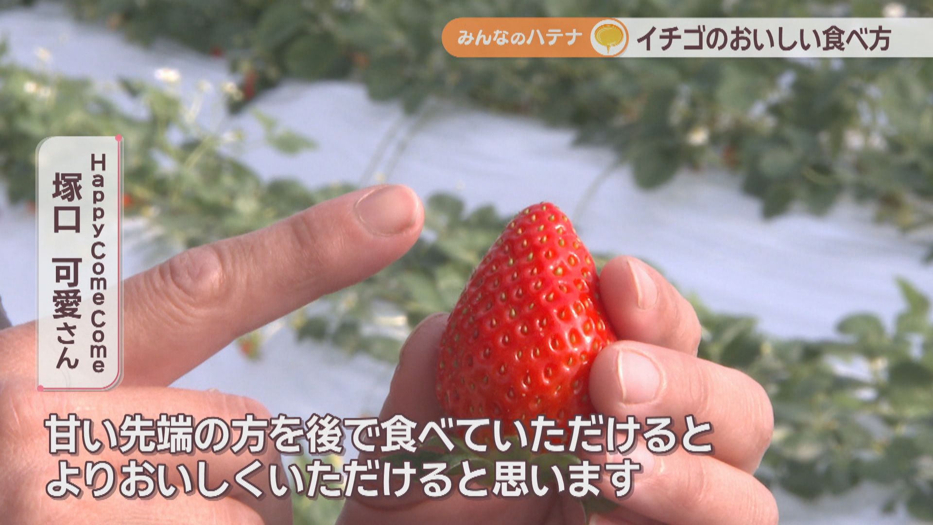 おいしいイチゴの見分け方は？おすすめの食べ方は？ 栽培のプロに聞い