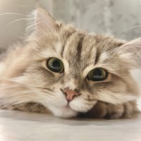 ひかえめでおとなしいしらすちゃん（画像提供：しらす どんぐり はんぺんさん）