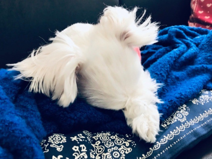 伏せてばかりで痩せていくミルキーを、佳奈さんと家族は励まし続けた。しばらくして、ようやく食欲が戻った