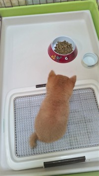 ドックフードを目の前に「まて」をしている子犬が「可愛すぎる」と話題になった（提供写真）