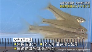 絶滅危惧種の魚シナイモツゴを小学生が放流　宮城・大崎市