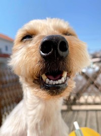 青空をバックにニコニコ笑顔のボーイくん（画像提供：SHOKOさん）